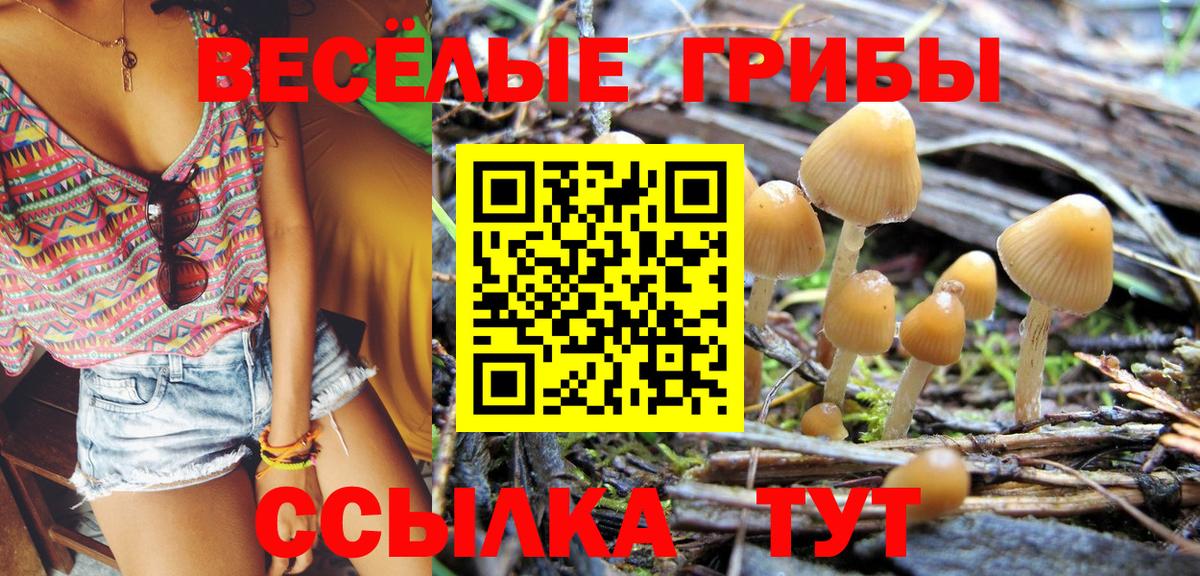 Галлюциногенные грибы Psilocybe Белово